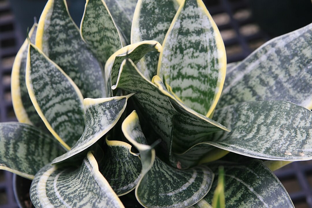 7 домашних растений, которые можно вырастить, всего лишь отщипнув листик